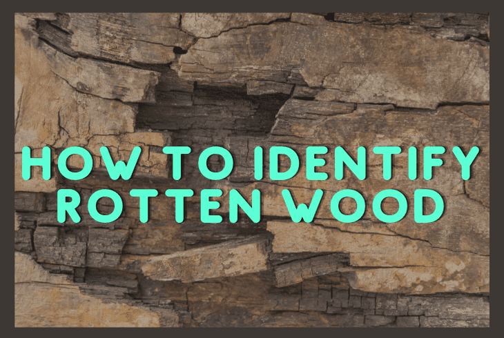 identify rotten wood