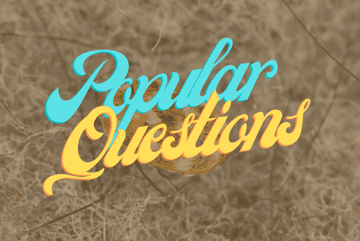 popular questions