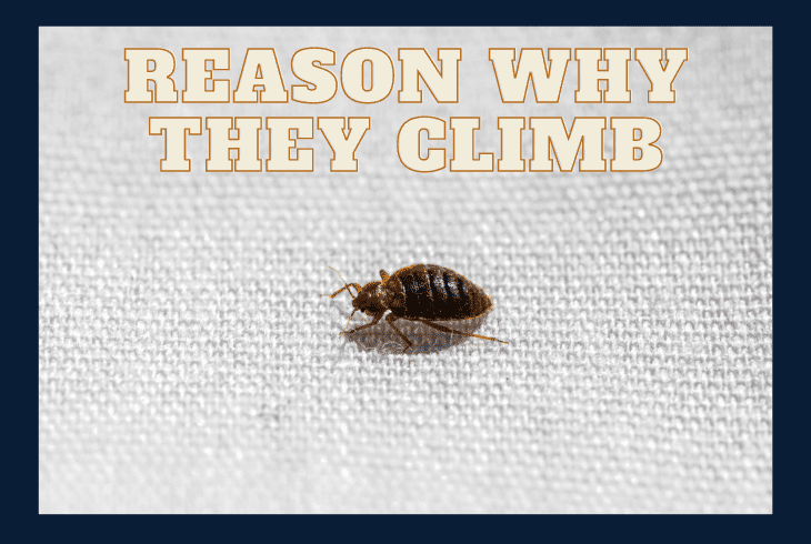reason why bugs climb