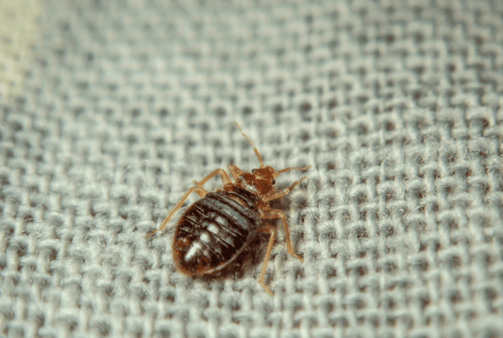 bed bugs are retreating