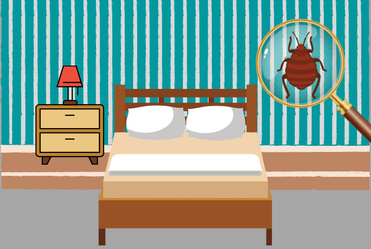 why bedbugs climb high