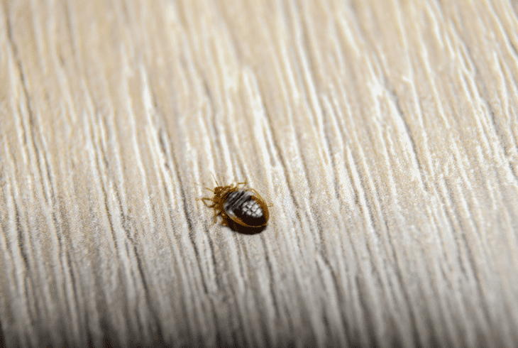 bed bugs climb wall daytime