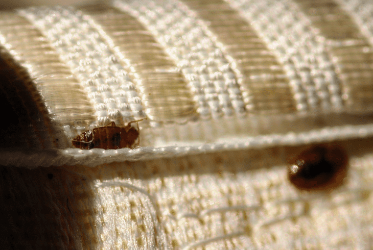 where bedbugs hide