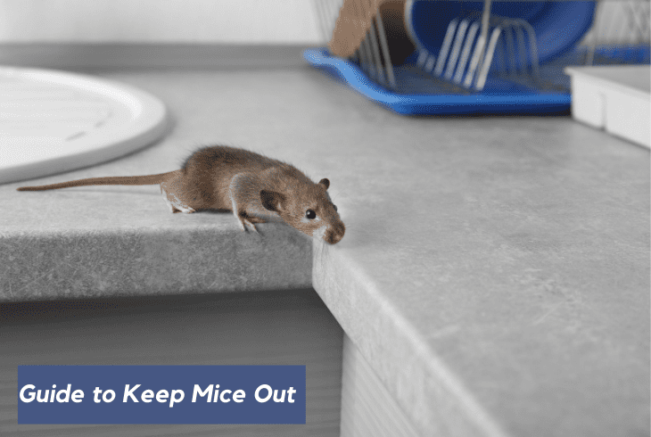 keeping mice out of storage