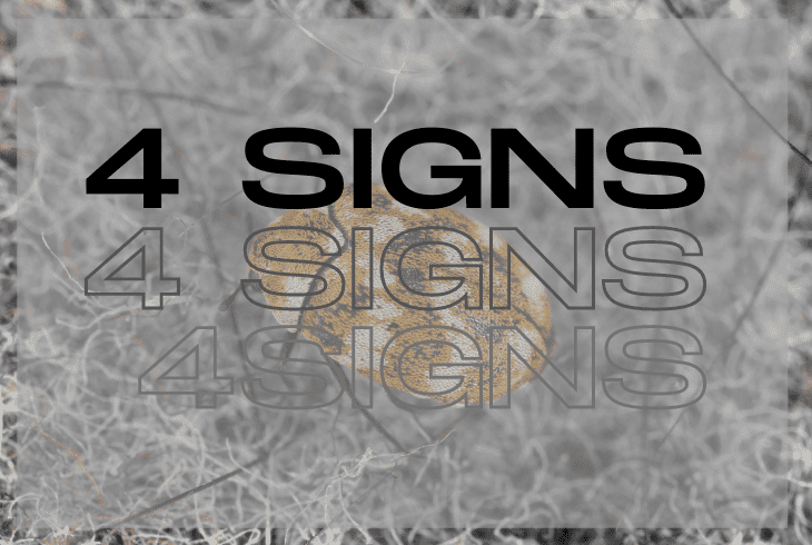 signs of infestation