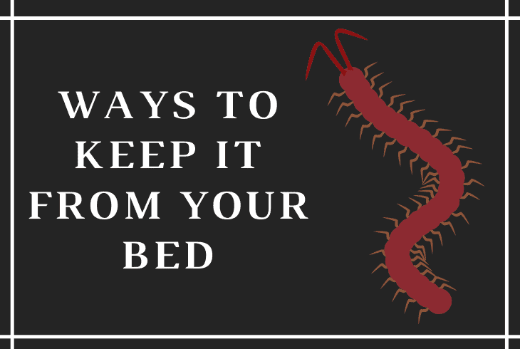 ways to keep centipede away