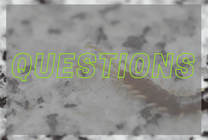 faqs about centipede