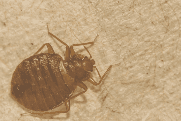 bed bugs like thrive in