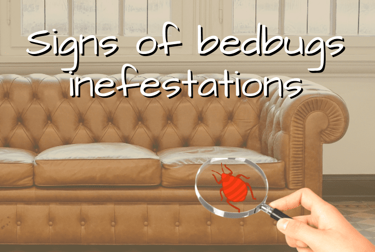 signs of bedbugs infestation