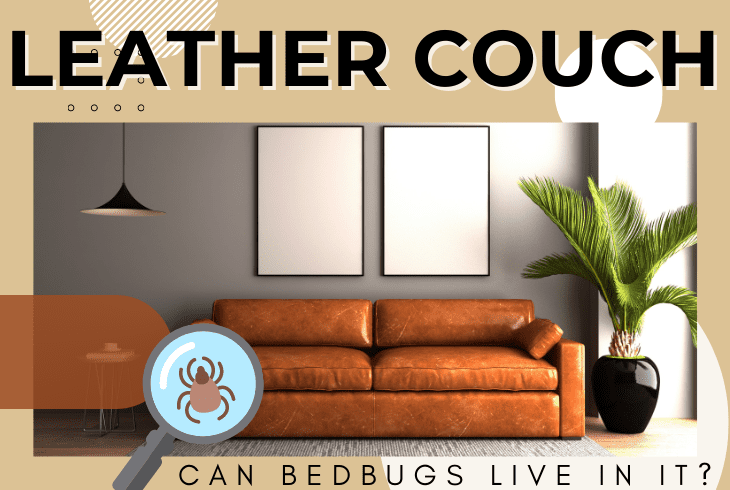can bed bugs live in leather couches