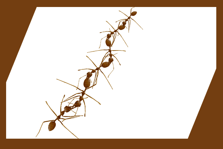 ant trails