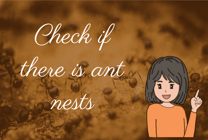 ant nests