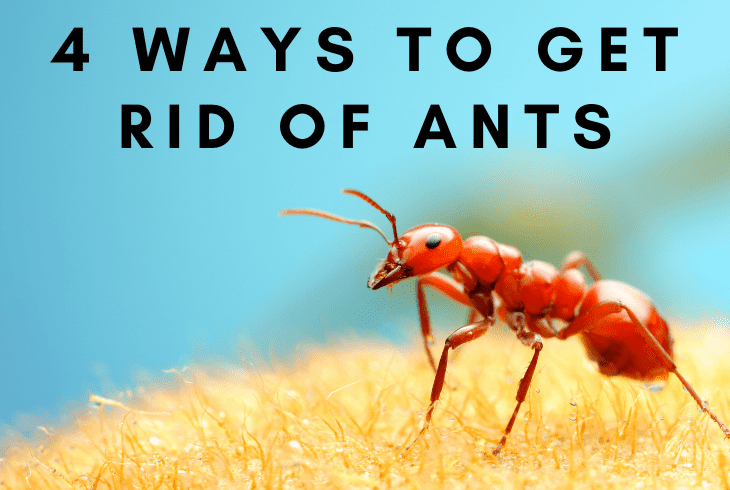 4 ways to get rid of ants