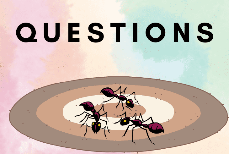 questions ants