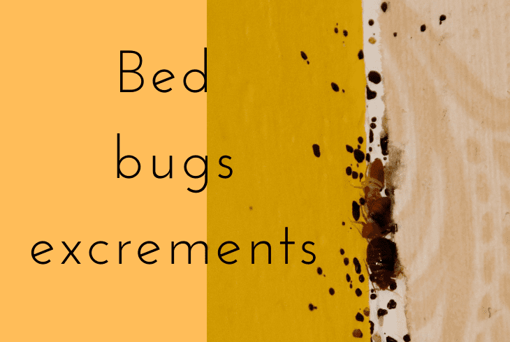 bed bugs excrements