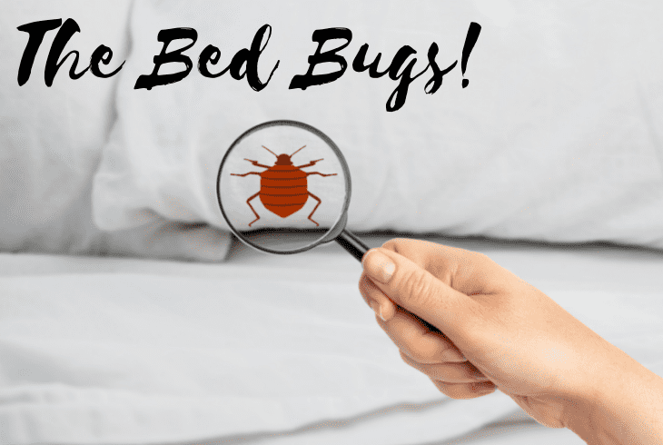 the bed bugs