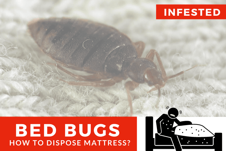 how to dispose of bed bug infested mattress