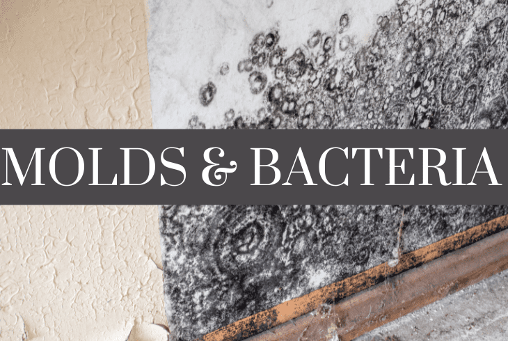 molds and fungus