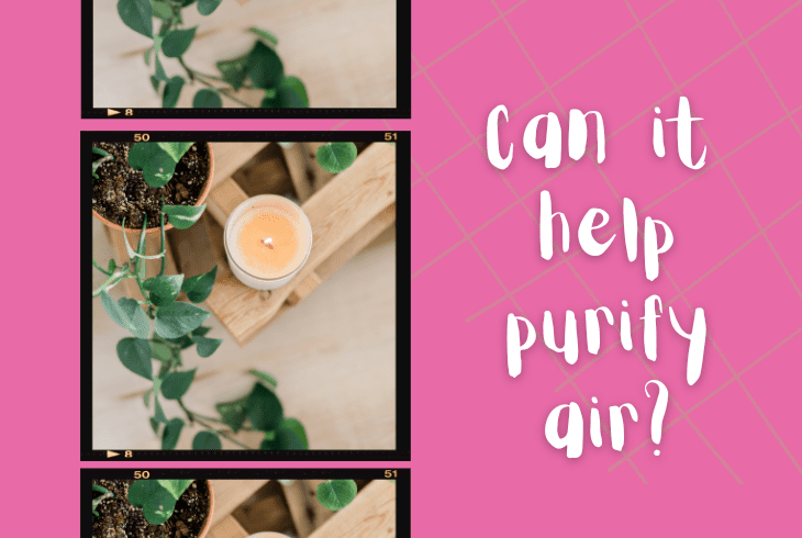 help purify air