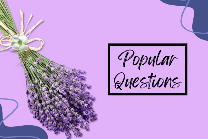 questions about lavender