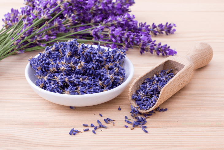 the lavender plant