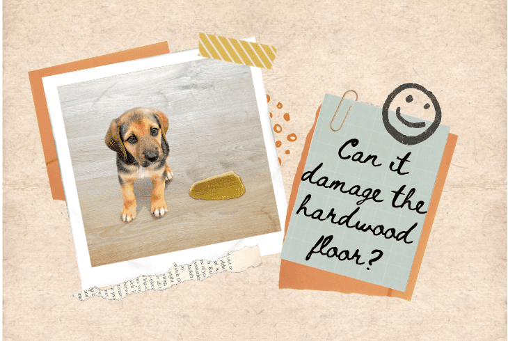damage the hardwood floor