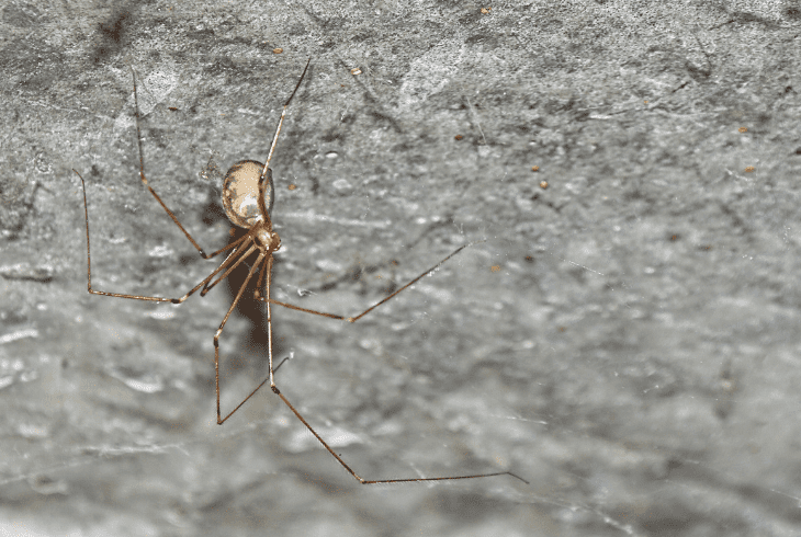 why kill spider