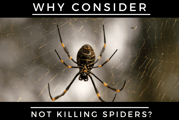 why consider not killing