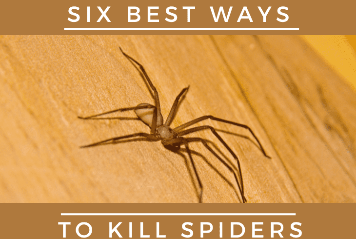 kill a spider