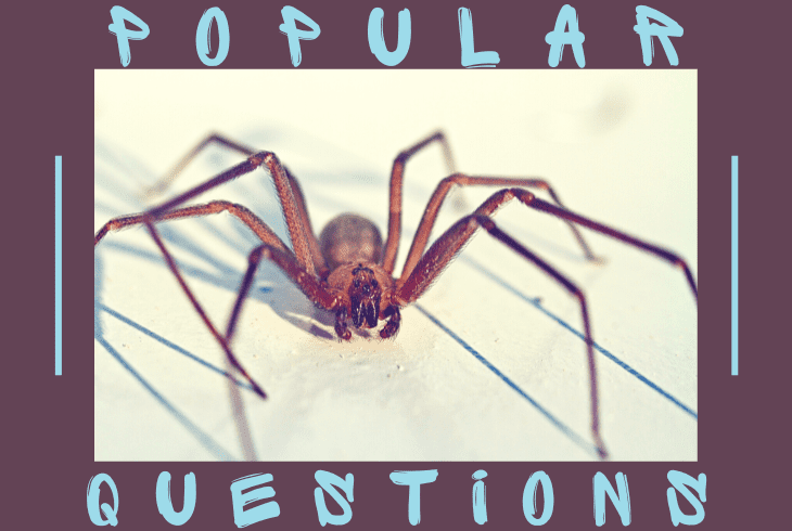 popular questions about spider