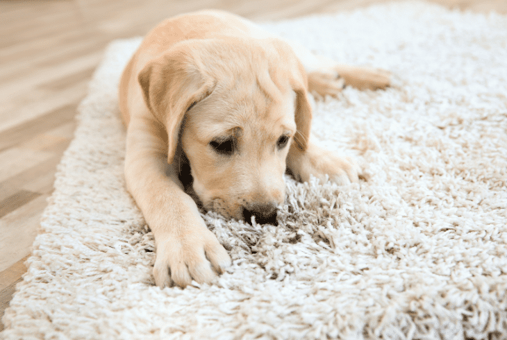 pet dander hair