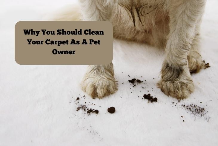 why clean carpet pet owner