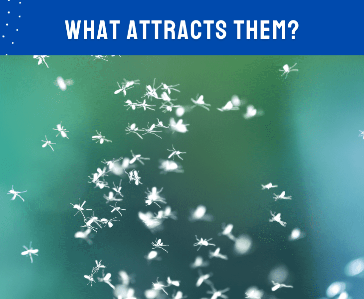 what attracts gnats