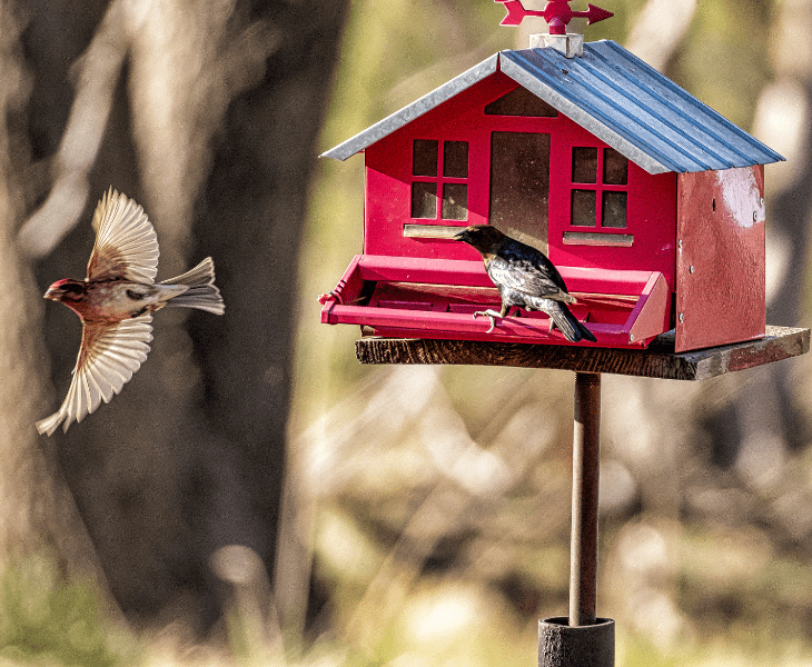 remove bird feeder