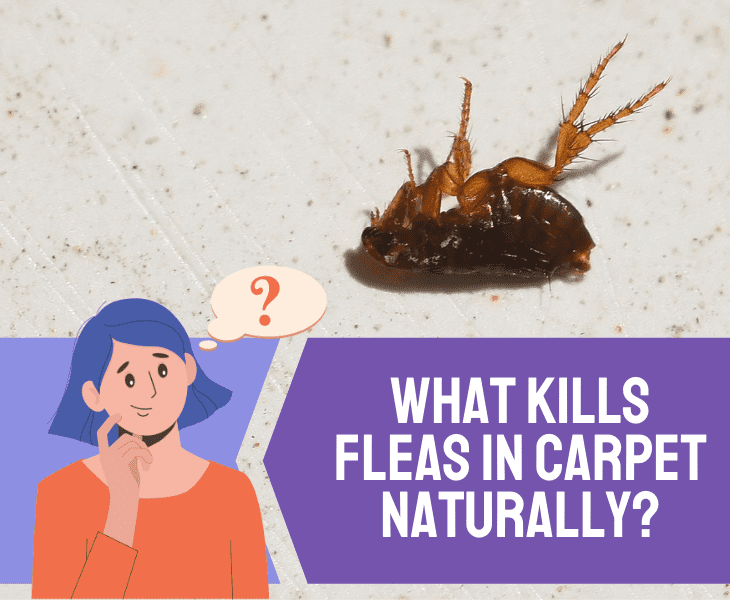 kills fleas in carpet