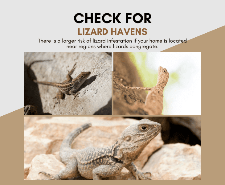 lizard havens checking