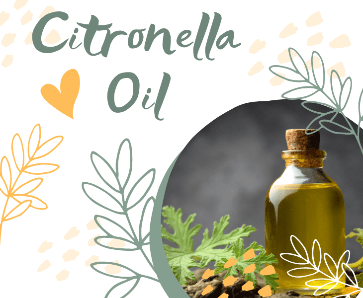 utilizing citronella oil