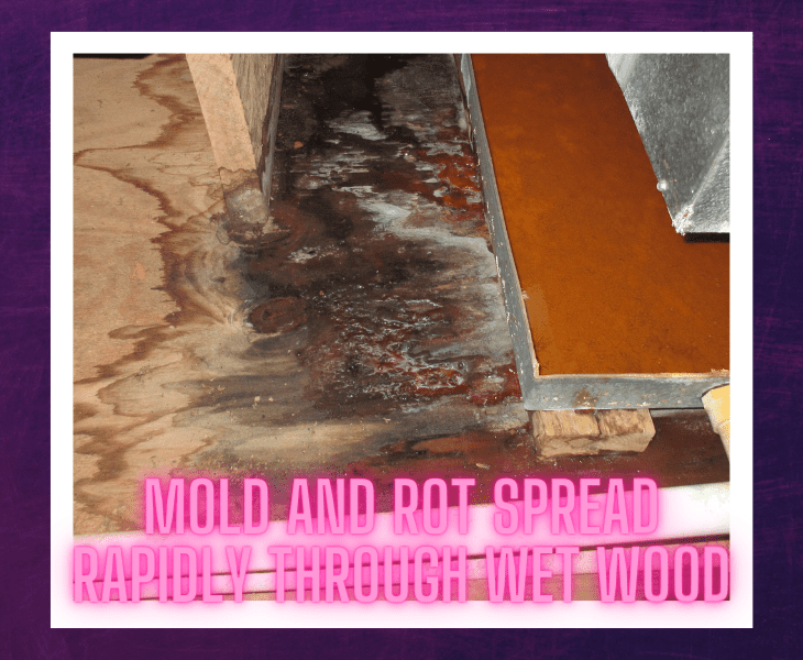 rot and mold spread
