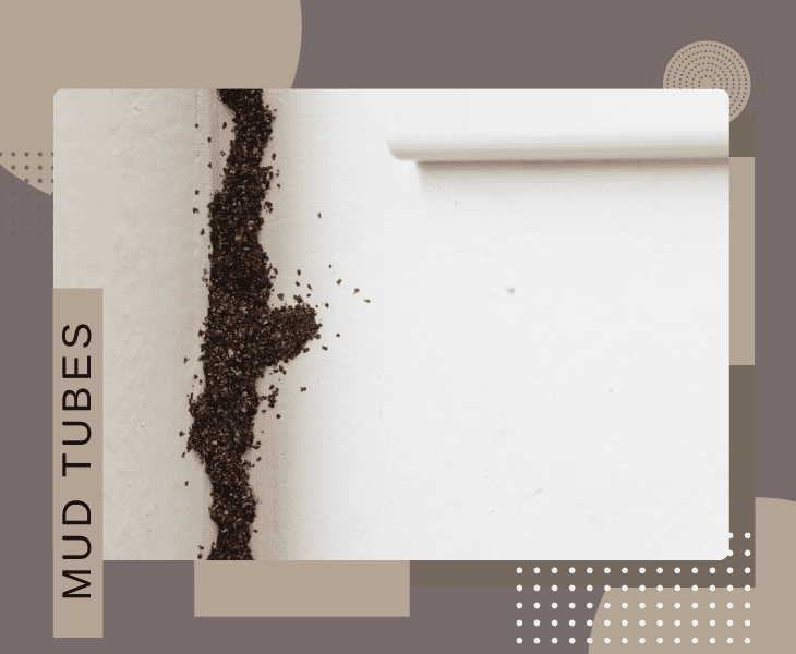 the mud tubes on walls