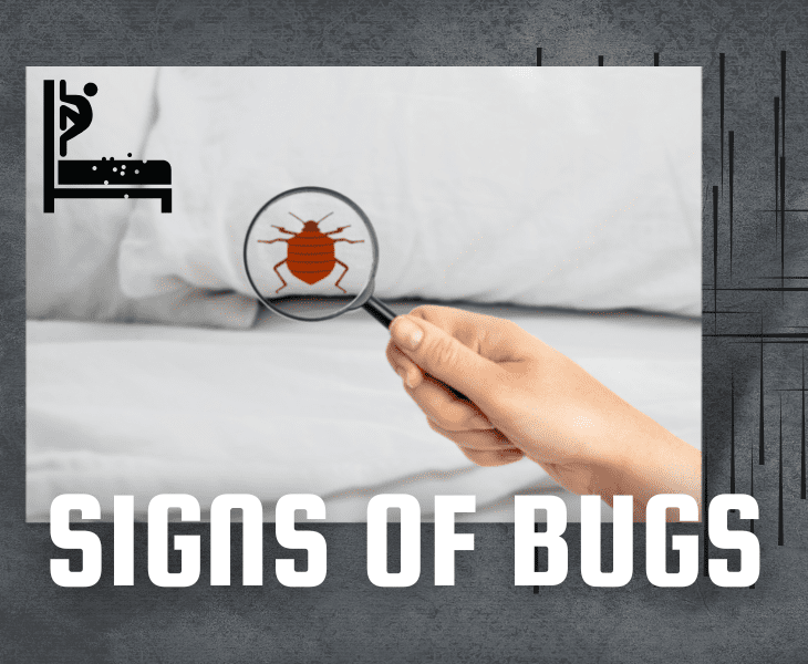 a signs of bed bugs in home