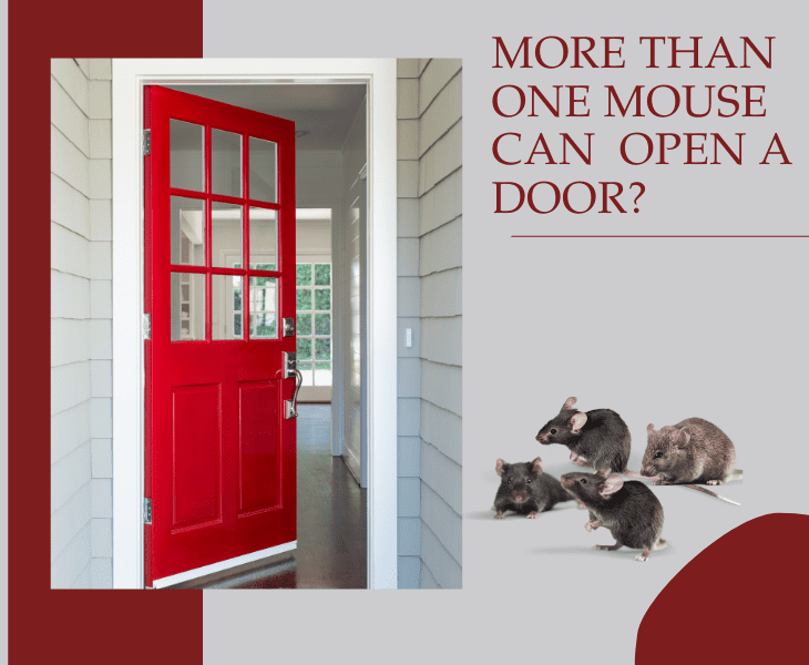 can more than one mouse open door