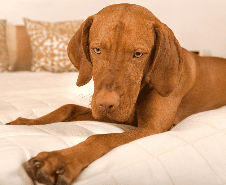 pets on mattress