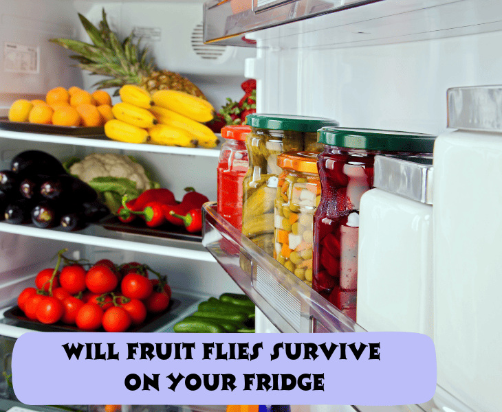 fridge full of fruits and veggies