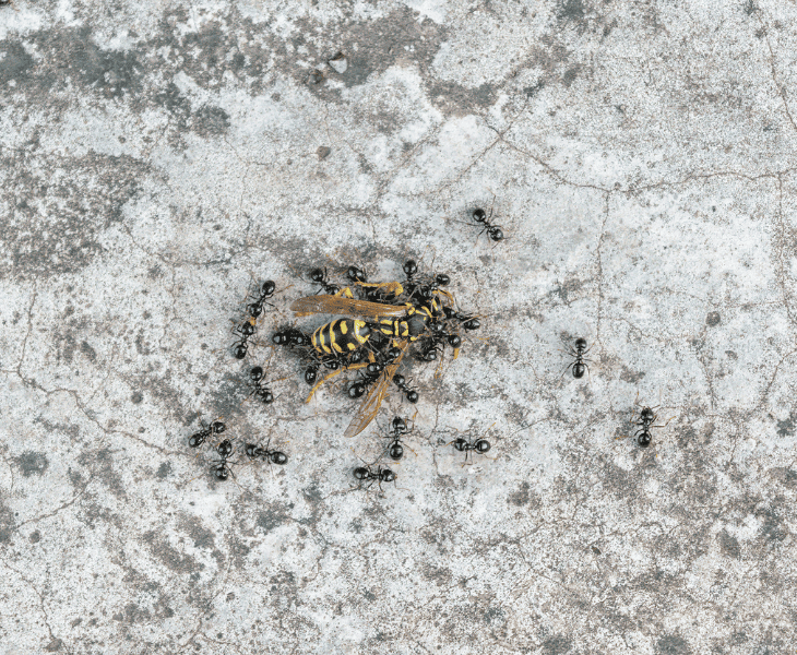 wasp grab by the ants