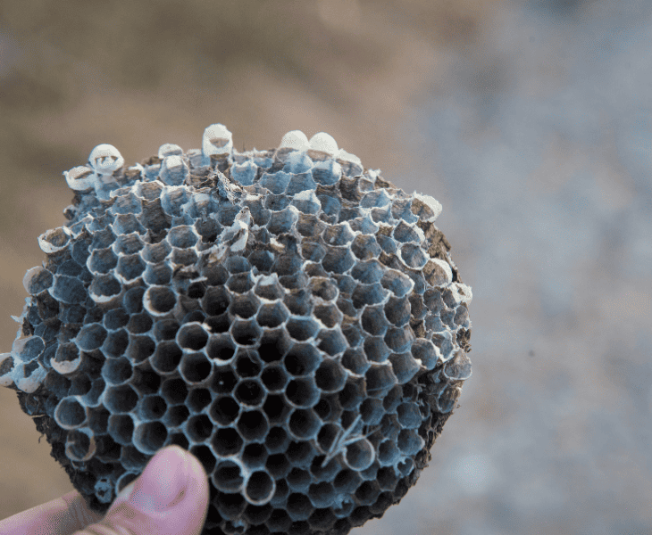 person holding a wasp nest