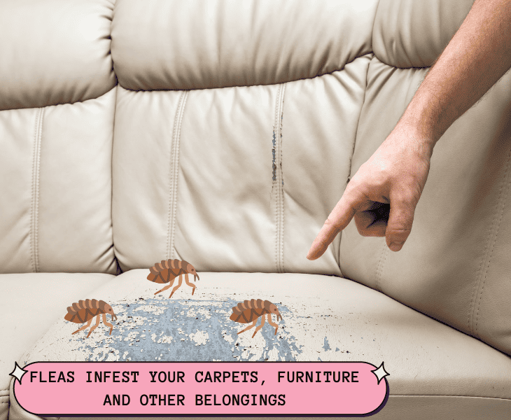 fleas damaging the furniture