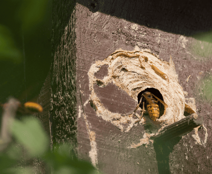 wasp building their nest