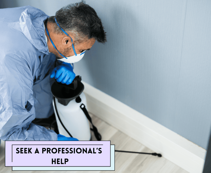 professional terminating the fleas
