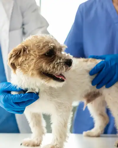 Dog being examined by veterinarian with blue gloves.