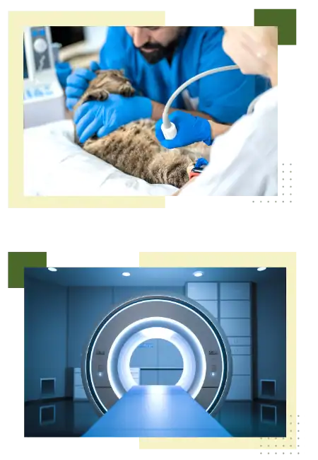 Ultrasound scan being performed on a cat by a veterinarian in a clinical setting.